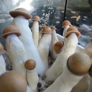 Penis Envy magic mushrooms